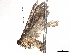  ( - CBG-A13303-B04)  @11 [ ] CreativeCommons - Attribution Share - Alike (2023) CBG Photography Group Centre for Biodiversity Genomics