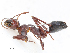  ( - CBG-A13303-H03)  @11 [ ] CreativeCommons - Attribution Share - Alike (2023) CBG Photography Group Centre for Biodiversity Genomics