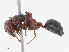  ( - CBG-A13307-C06)  @11 [ ] CreativeCommons - Attribution Share - Alike (2023) CBG Photography Group Centre for Biodiversity Genomics