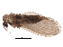  (Trichomyiinae - BIOUG27136-E06)  @13 [ ] CreativeCommons - Attribution (2016) CBG Photography Group Centre for Biodiversity Genomics