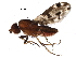  ( - BIOUG27176-B05)  @11 [ ] CreativeCommons - Attribution (2016) CBG Photography Group Centre for Biodiversity Genomics
