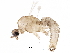 ( - BIOUG27296-A02)  @11 [ ] CreativeCommons - Attribution (2016) CBG Photography Group Centre for Biodiversity Genomics