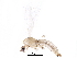  ( - BIOUG27296-B02)  @11 [ ] CreativeCommons - Attribution (2016) CBG Photography Group Centre for Biodiversity Genomics