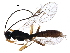  (Acrodactyla - BIOUG28756-H11)  @14 [ ] CreativeCommons - Attribution (2016) CBG Photography Group Centre for Biodiversity Genomics