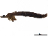  ( - BIOUG27139-C04)  @11 [ ] CreativeCommons - Attribution (2020) CBG Photography Group Centre for Biodiversity Genomics