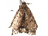  ( - BIOUG20942-A12)  @13 [ ] CreativeCommons - Attribution (2015) CBG Photography Group Centre for Biodiversity Genomics