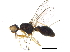  (Dicranosepsis - BIOUG21190-D08)  @14 [ ] CreativeCommons - Attribution (2015) CBG Photography Group Centre for Biodiversity Genomics