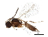  (Binodoxys communis - BIOUG21400-H05)  @13 [ ] CreativeCommons - Attribution (2015) CBG Photography Group Centre for Biodiversity Genomics