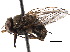  (Haematobosca sanguinolenta - BIOUG21419-D11)  @14 [ ] CreativeCommons - Attribution (2015) CBG Photography Group Centre for Biodiversity Genomics