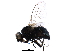  (Melanagromyza cleomae - BIOUG21549-D04)  @14 [ ] CreativeCommons - Attribution (2015) CBG Photography Group Centre for Biodiversity Genomics