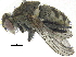  (Lispe sericipalpis - BIOUG21564-C09)  @14 [ ] CreativeCommons - Attribution (2015) CBG Photography Group Centre for Biodiversity Genomics