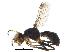  (Australosepsis - BIOUG22251-E06)  @13 [ ] CreativeCommons - Attribution (2015) CBG Photography Group Centre for Biodiversity Genomics