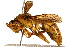  (Polistes olivaceus - BIOUG23048-D01)  @15 [ ] CreativeCommons - Attribution (2016) CBG Photography Group Centre for Biodiversity Genomics
