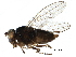  (Hydrellia pakistanae - BIOUG24795-H01)  @11 [ ] CreativeCommons - Attribution (2016) CBG Photography Group Centre for Biodiversity Genomics