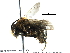  ( - BIOUG24886-F10)  @13 [ ] CreativeCommons - Attribution (2017) CBG Photography Group Centre for Biodiversity Genomics