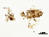  (Trichogrammatoidea bactrae - BIOUG26192-H08)  @12 [ ] CreativeCommons - Attribution (2018) CBG Photography Group Centre for Biodiversity Genomics