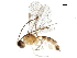  ( - BIOUG25353-H06)  @13 [ ] CreativeCommons - Attribution (2018) CBG Photography Group Centre for Biodiversity Genomics