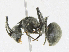  ( - BIOUG95292-A07)  @11 [ ] CreativeCommons - Attribution Share - Alike (2023) CBG Photography Group Centre for Biodiversity Genomics