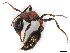  ( - CBG-A05397-H01)  @11 [ ] CreativeCommons - Attribution Share - Alike (2023) CBG Photography Group Centre for Biodiversity Genomics