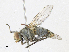  ( - BIOUG95294-A08)  @11 [ ] CreativeCommons - Attribution Share-Alike (2023) CBG Photography Group Centre for Biodiversity Genomics
