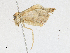  (Cerynea rubra - BIOUG95295-F05)  @11 [ ] CreativeCommons - Attribution Share-Alike (2023) CBG Photography Group Centre for Biodiversity Genomics