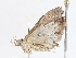  ( - CBG-A10790-D04)  @11 [ ] CreativeCommons - Attribution Share - Alike (2023) CBG Photography Group Centre for Biodiversity Genomics