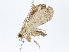  ( - CBG-A10829-A08)  @11 [ ] CreativeCommons - Attribution Share - Alike (2023) CBG Photography Group Centre for Biodiversity Genomics