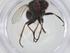  (Lispe pumila - CBG-A18286-D09)  @11 [ ] CreativeCommons - Attribution Share - Alike (2023) Centre for Biodiversity Genomics Centre for Biodiversity Genomics
