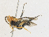  (Cremnoptoides - CBG-A27633-B02)  @11 [ ] CreativeCommons - Attribution Share-Alike (2024) CBG Photography Group Centre for Biodiversity Genomics