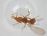  (Strumigenys MU02 - CBG-A17991-C11)  @11 [ ] CreativeCommons - Attribution Share - Alike (2023) Centre for Biodiversity Genomics Centre for Biodiversity Genomics