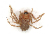  ( - CBG-A27634-H10)  @11 [ ] CreativeCommons - Attribution Share-Alike (2024) CBG Photography Group Centre for Biodiversity Genomics