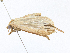  ( - BIOUG95295-H10)  @11 [ ] CreativeCommons - Attribution Share-Alike (2023) CBG Photography Group Centre for Biodiversity Genomics