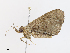  ( - CBG-A10792-A03)  @11 [ ] CreativeCommons - Attribution Share - Alike (2023) CBG Photography Group Centre for Biodiversity Genomics
