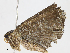  (Adrapsa geometroides - CBG-A10792-D07)  @11 [ ] CreativeCommons - Attribution Share - Alike (2023) CBG Photography Group Centre for Biodiversity Genomics