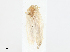  (Luceria striata - CBG-A10792-E05)  @11 [ ] CreativeCommons - Attribution Share - Alike (2023) CBG Photography Group Centre for Biodiversity Genomics