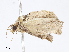  (Elusa antennata - CBG-A10830-F09)  @11 [ ] CreativeCommons - Attribution Share - Alike (2023) CBG Photography Group Centre for Biodiversity Genomics