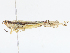  (Gesonula punctifrons - CBG-A10830-G01)  @11 [ ] CreativeCommons - Attribution Share - Alike (2023) CBG Photography Group Centre for Biodiversity Genomics