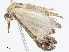  (Hypena cidaroides - CBG-A10830-G04)  @11 [ ] CreativeCommons - Attribution Share - Alike (2023) CBG Photography Group Centre for Biodiversity Genomics