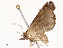  (Lophoptera belli - CBG-B01005-F11)  @11 [ ] CreativeCommons - Attribution Share - Alike (2025) CBG Photography Group Centre for Biodiversity Genomics