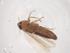 (Maiestas xanthocephala - CBG-B01376-H11)  @11 [ ] CreativeCommons - Attribution Share - Alike (2025) Centre for Biodiversity Genomics Centre for Biodiversity Genomics