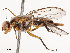  (Dimeringophrys - CBG-B01173-D05)  @11 [ ] CreativeCommons - Attribution Share - Alike (2025) CBG Photography Group Centre for Biodiversity Genomics