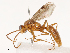  ( - CBG-B02341-D08)  @11 [ ] CreativeCommons - Attribution Share - Alike (2025) CBG Photography Group Centre for Biodiversity Genomics