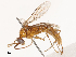  ( - CBG-B02342-D04)  @11 [ ] CreativeCommons - Attribution Share - Alike (2025) CBG Photography Group Centre for Biodiversity Genomics