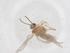 (Coniopteryx compressa - CBG-B02365-D08)  @11 [ ] CreativeCommons - Attribution Share - Alike (2025) Centre for Biodiversity Genomics Centre for Biodiversity Genomics