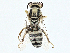  ( - BIOUG97733-C02)  @11 [ ] CreativeCommons - Attribution (2023) CBG Photography Group Centre for Biodiversity Genomics