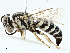  ( - BIOUG97733-G03)  @11 [ ] CreativeCommons - Attribution (2023) CBG Photography Group Centre for Biodiversity Genomics