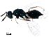  ( - BIOUG36623-H07)  @13 [ ] CreativeCommons - Attribution (2018) CBG Photography Group Centre for Biodiversity Genomics