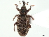  ( - BIOUG36730-D02)  @11 [ ] CreativeCommons - Attribution (2020) CBG Photography Group Centre for Biodiversity Genomics