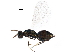  ( - BIOUG36737-C07)  @13 [ ] CreativeCommons - Attribution (2018) CBG Photography Group Centre for Biodiversity Genomics