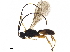  ( - BIOUG36937-H03)  @13 [ ] CreativeCommons - Attribution (2019) CBG Photography Group Centre for Biodiversity Genomics